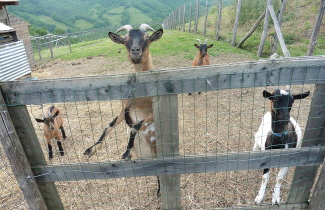 Società Agricola Cacigolara - Foto 18