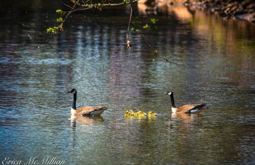 Toccoa River House - Foto 22