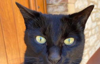 La petite maison dans le Quercy - Foto 18