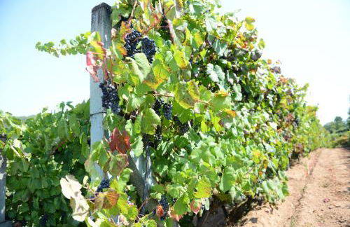 AboimHouse - Foto 11