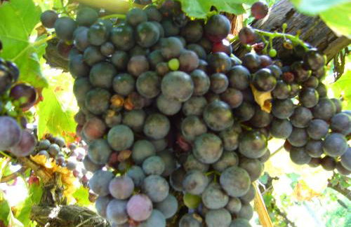 Ferienhaus 1534 - Foto 23