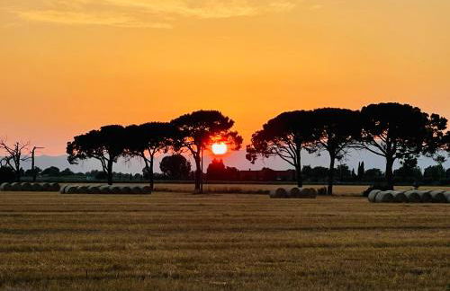Il canto della pineta - Foto 33