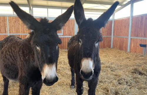 DONNAPAOLA MODERN FARM - Foto 71