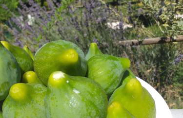 Agriturismo campagna in compagnia - Foto 45