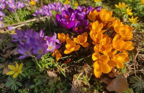 Biały Dzik Uszyszek - Foto 17