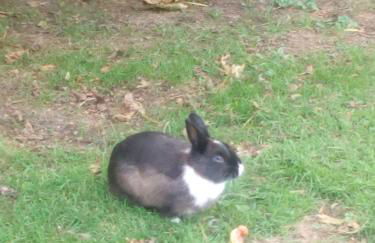 Puente Romano - Foto 30