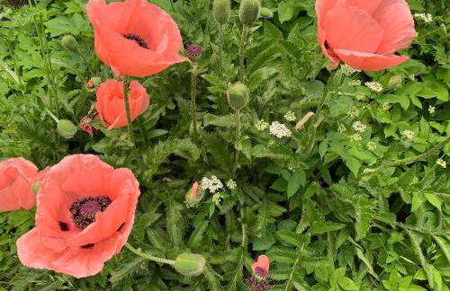 Ferienhaus am See - Foto 10