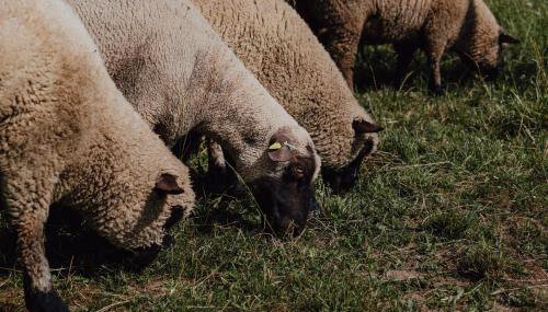 BodenSEE Apartment Neukirch Goppertsweiler HASE - Foto 5