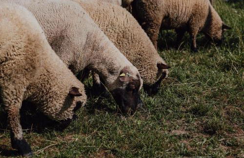 BodenSEE Apartment Neukirch Goppertsweiler HASE - Foto 5