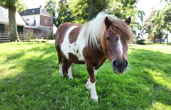 Rijnhoeve - Photo 29