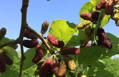 Agriturismo La Sorgente - Foto 29