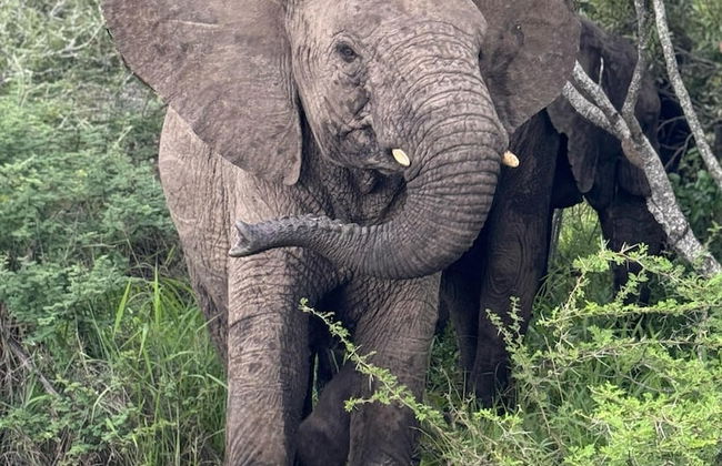 Rhino's Rest Private Luxury Villa - Photo 22