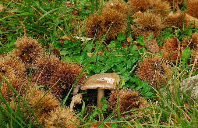 Agriturismo La Piaggia Vivo D'orcia - "once Upon a Time" Apartment - 3 Guests - Foto 16