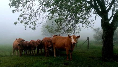 Ferienwohnungen Schmitt in Ehrenberg - Foto 5