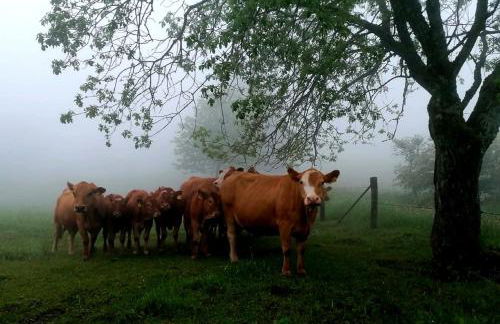 Ferienwohnungen Schmitt in Ehrenberg - Foto 5