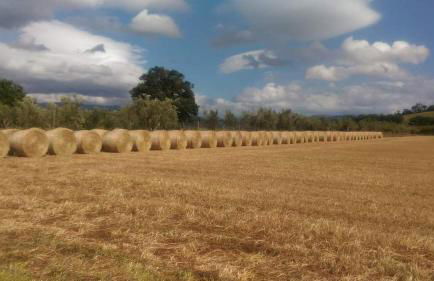 Agriturismo Oasi del Pianettino - Foto 25