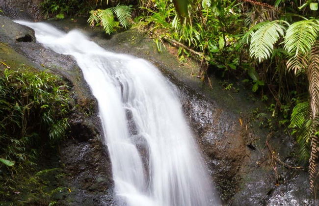 Colo-I-Suva Waterfalls + Nature Tour - Photo 1