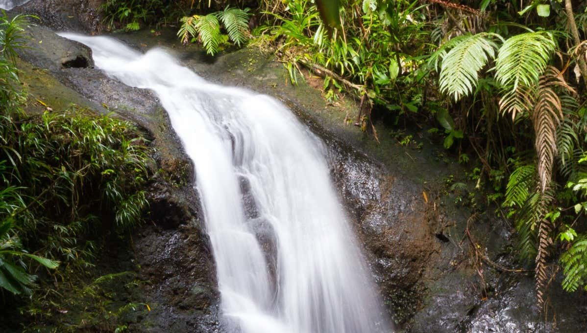 Tour por el Parque Forestal Colo-i-Suva - Foto 1, Tour por el Parque Forestal Colo-i-Suva