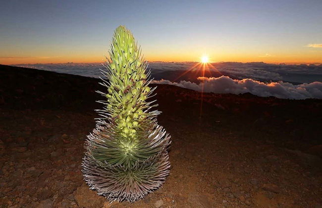 Escursione al vulcano Haleakalā all'alba o al tramonto - Foto 2