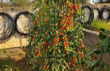 Finca Sa Cova de Mallorca - Foto 57