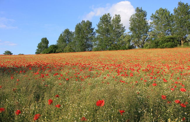 Bungalow in Borgerende-rethwisch mit Sauna - Photo 33
