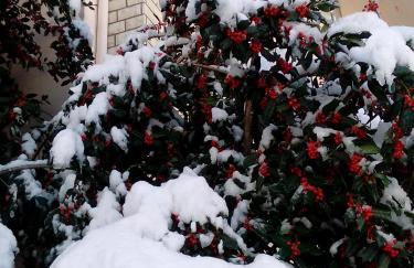 Chrysandra - Foto 43