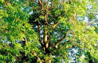 La Noguera, Lagunas de Ruidera - Foto 24