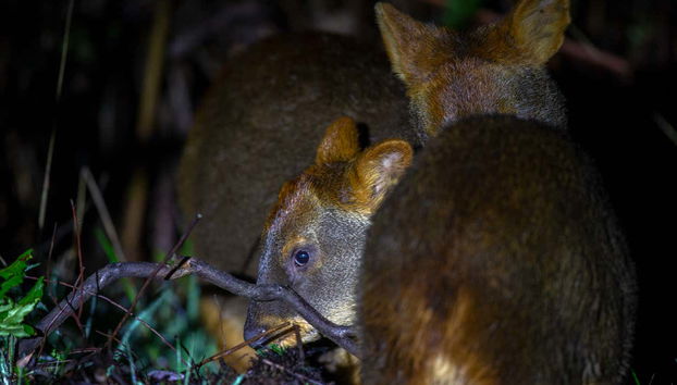 Varios pudús reunidos en la noche