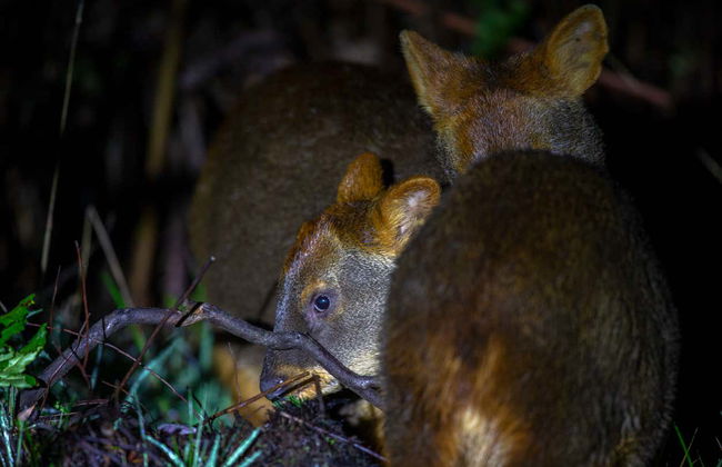 Senderismo nocturno por el Parque Tepuhueico - Foto 3