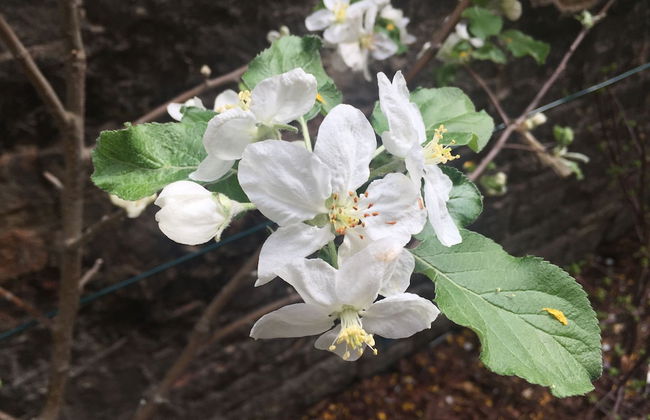 Blauhouse Apartments - Foto 7