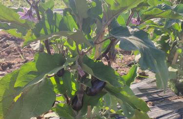 ILIOS K Village Resort - Foto 64