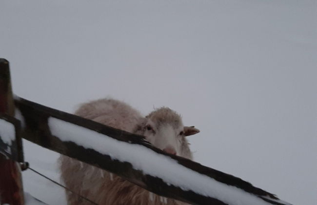 Appartement Landhaus Markus, Suderschwei - Foto 25