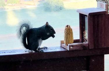 Rainbow Ridge Retreat - Foto 42