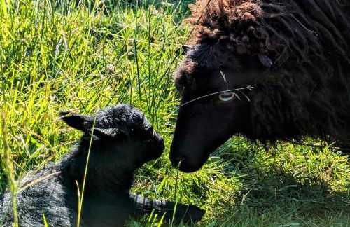 Familienfreundliches Ferienhaus auf Hof mit Schafen - Foto 23