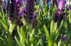 Casa Vitorino - Foto 12