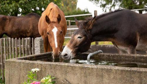 Landurlaub bei Familie Haug - Foto 3