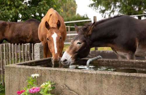 Landurlaub bei Familie Haug - Foto 3