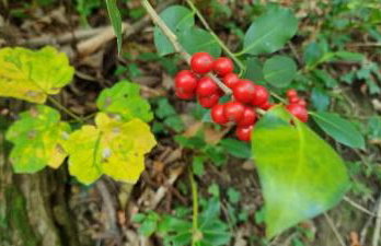 Chalet Vito - Where Luxury Meets Tranquility - Foto 38