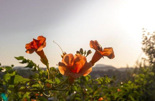 Nikargy Avra - Foto 13