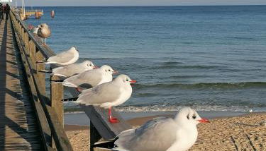 Ferienwohnung Wegner - Foto 4
