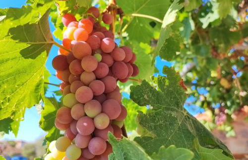 Το Παλιό Αγγειοπλαστείο Τσκαλαριό - Photo 42