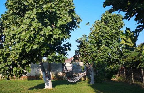 Hellios Alexandros - Foto 7