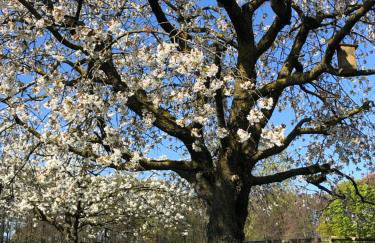 Wohnen auf dem Ponyhof - Photo 16