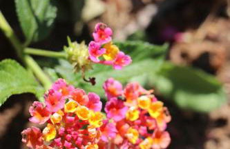Mesomax - Villa vue mer, piscine, proche de la mer - Appartement RDC - Foto 16