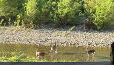 Liberty Cabin on Collier Creek - Foto 4