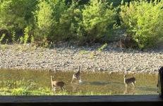 Liberty Cabin on Collier Creek - Foto 4