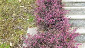 B & B SENTIERO VALTELLINA - Foto 3, Garden