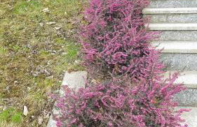 B & B SENTIERO VALTELLINA - Foto 3