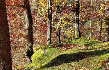 Premium Vulkaneifel Chalet - Foto 55