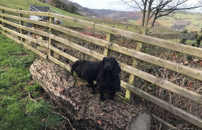 Y Twlc Mochyn - Ecofriendly - Farm Animals - Foto 7